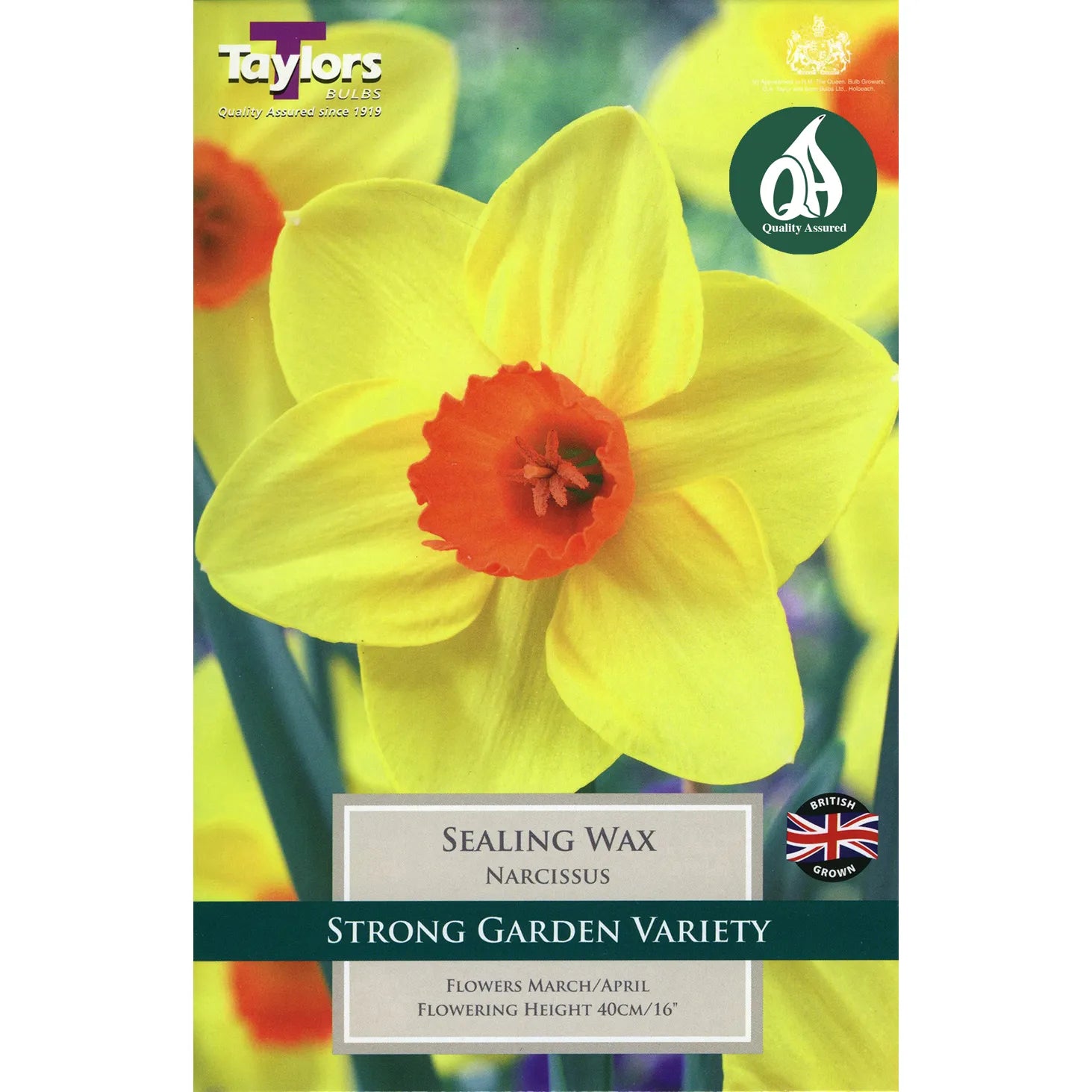 Narcissi 'Sealing Wax' Bulbs
