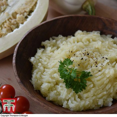 Squash Mashed Potato (Winter) Seeds