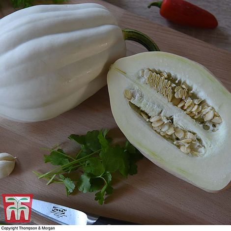 Squash Mashed Potato (Winter) Seeds