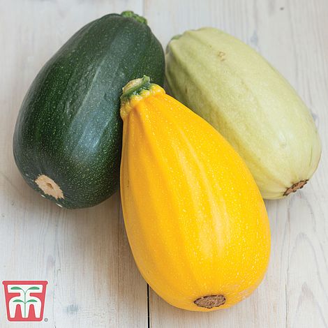 Squash Grillers Mix Green/ Cream/ Gold Seeds