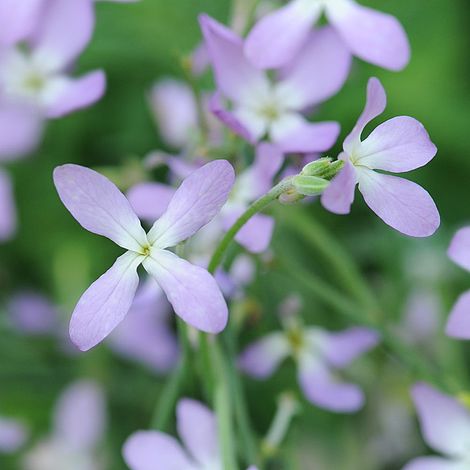 Night Scented Stock Flower Seeds