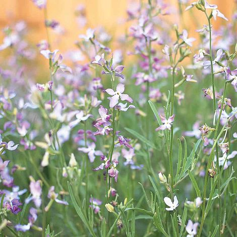 Stocks Night Scented Flower Seeds