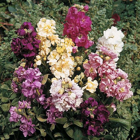 Stocks Dwarf Ten Week Mixed Flower Seeds