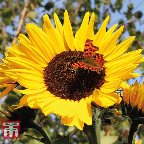 Sunflower Russian Giant Flower Seeds | Cornwall Garden Shop | UK