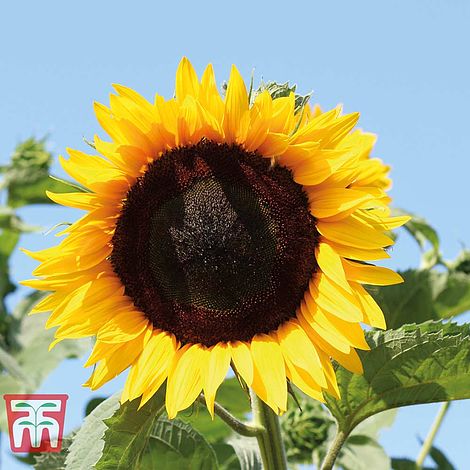 Sunflower High Hopes Flower Seeds