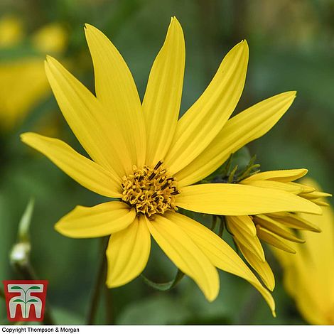 Sunflower Maximiliani Early Bird Flower Seeds