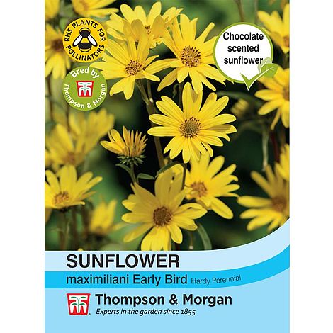 Sunflower Maximiliani Early Bird Flower Seeds