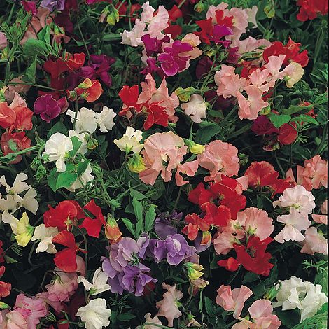 Sweet Pea Snoopea Flower Seeds