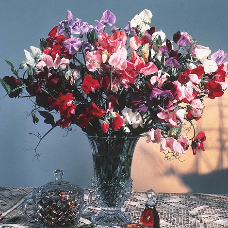 Sweet Pea Antique Fantasy Mixed Flower Seeds