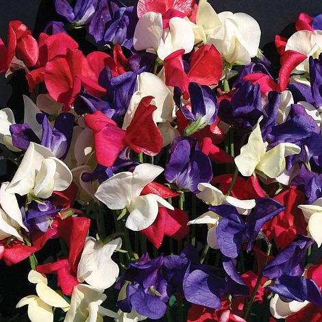 Sweet Pea Flying the Flag Flower Seeds