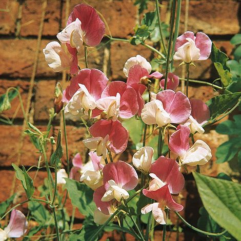 Sweet Pea Painted Lady Flower Seeds