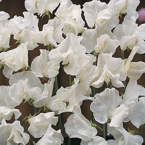 Sweet Pea White Supreme Flower Seeds