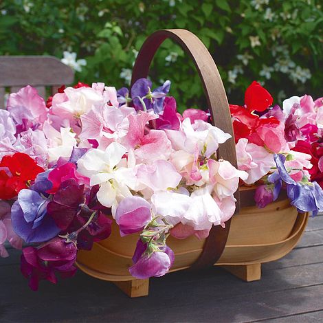 Sweet Pea Fragrantissima Flower Seeds