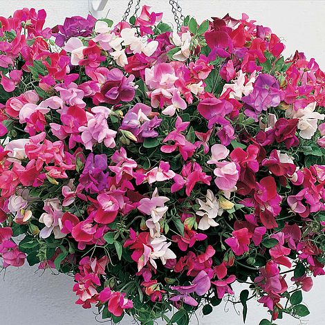 Sweet Pea Sugar N Spice Flower Seeds