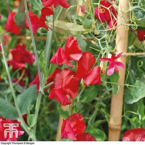 Sweet Pea Winston Churchill Flower Seeds