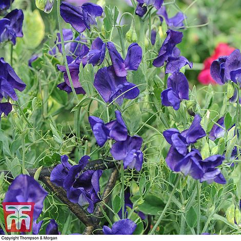 Sweet Pea King Size Navy Blue Flower Seeds