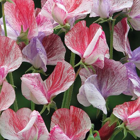 Sweet Pea Statesman Mixed