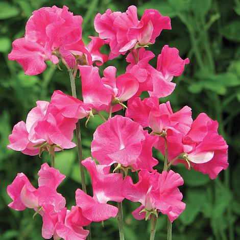 Sweet Pea Robert Uvedale Flower Seeds