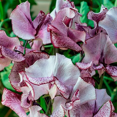Sweet Pea Nimbus Flower Seeds