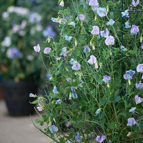 Sweet Pea Turquoise Lagoon Flower Seeds