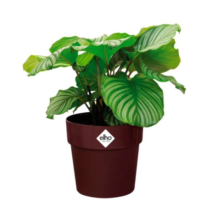 b.for Original Round 18cm Indoor Pot Mulberry Purple | Cornwall Garden Shop | UK