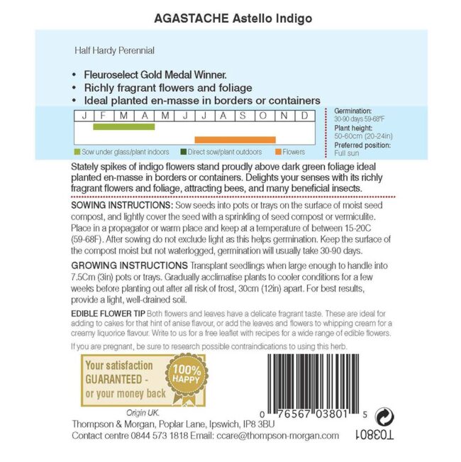 Agastache Astello Indigo Flower Seeds