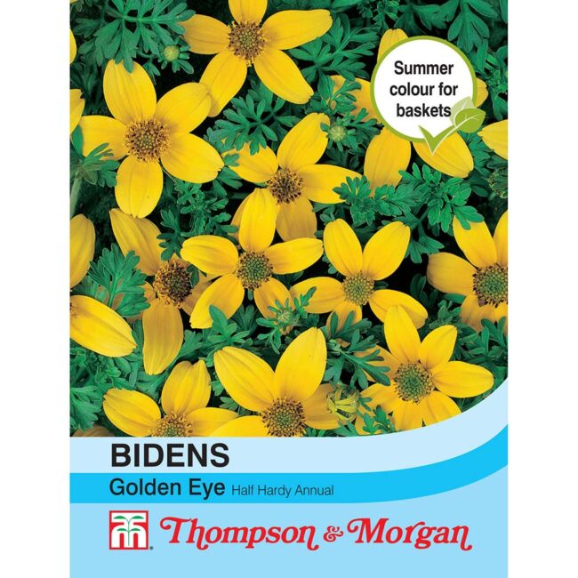 Bidens Golden Eye Flower Seeds