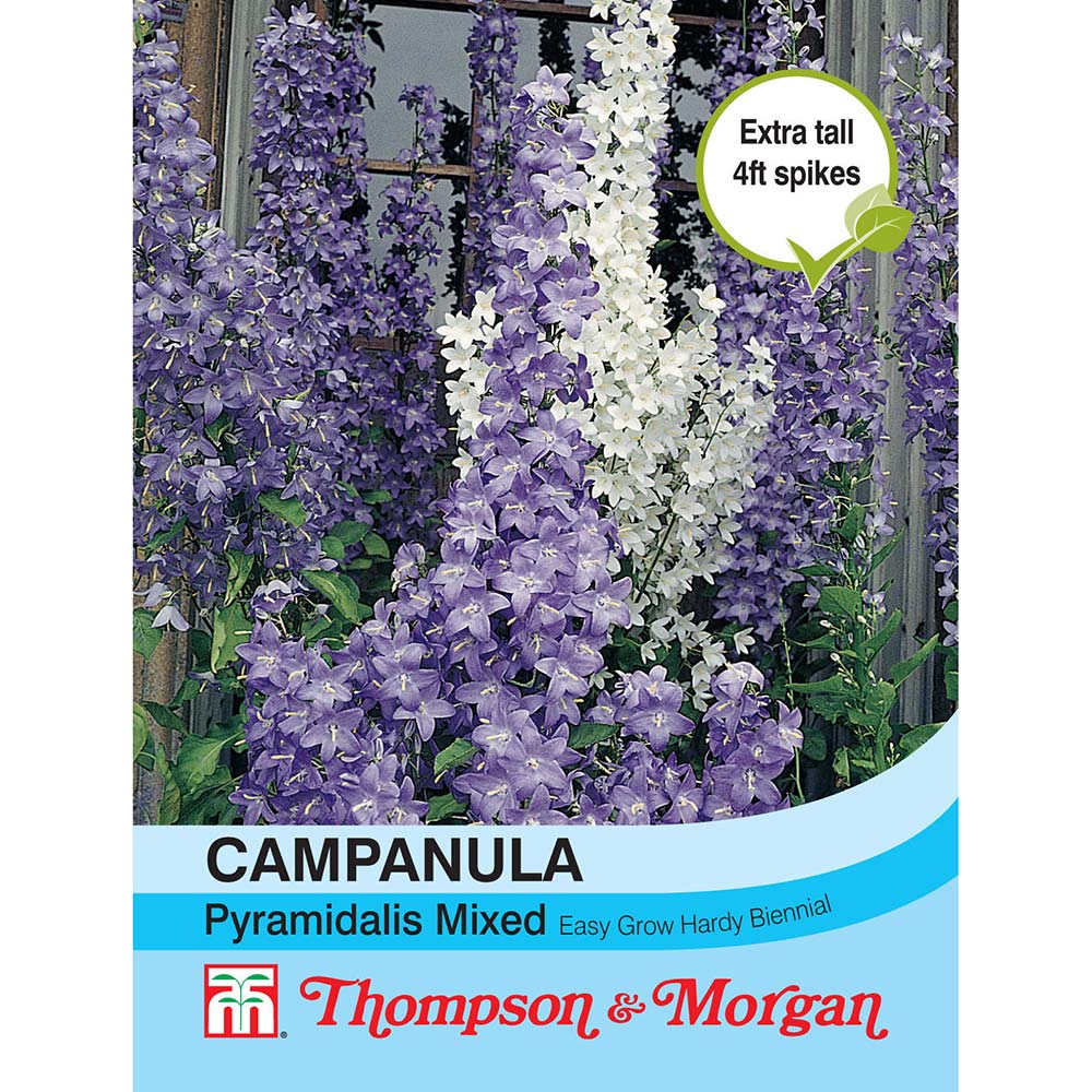 Campanula Pyramidalis Mixed Flower Seeds