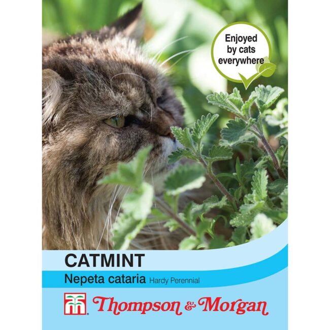 Catmint Flower Seeds