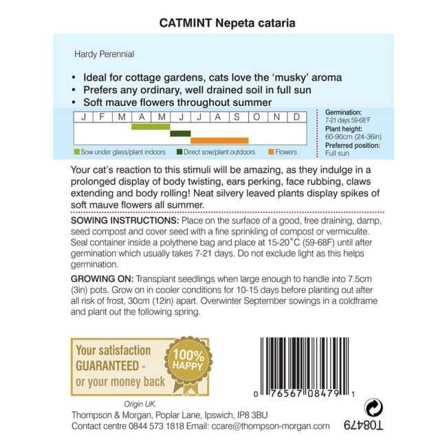 Catmint Flower Seeds