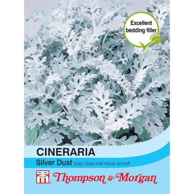 Cineraria Silver Dust Flower Seeds