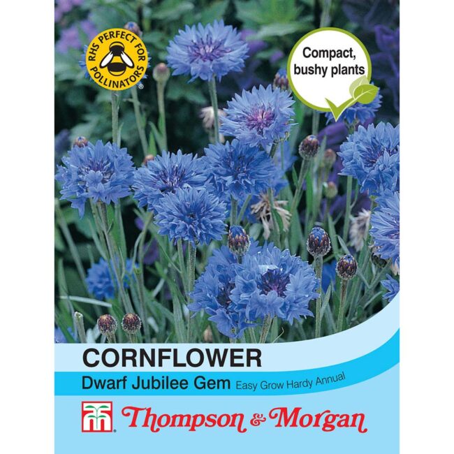 Cornflower Dwarf Jubilee Gem Flower Seeds
