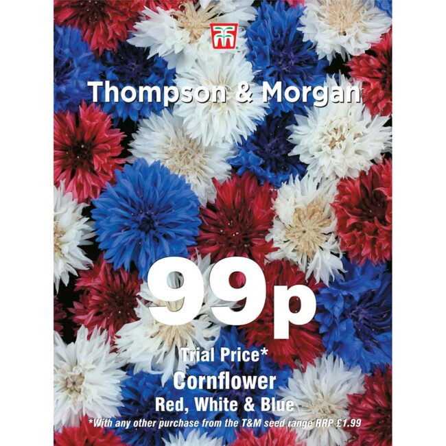 red white and blue flower seeds Cornflower Red, White & Blue Flower Seeds