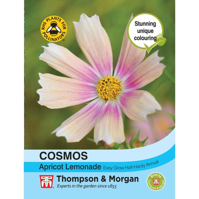 Cosmos Apricot Lemonade Flower Seeds