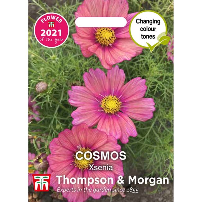 Cosmos Xsenia Flower Seeds