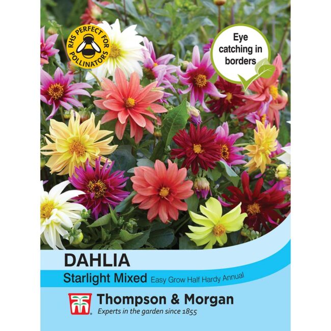 Dahlia Starlight Mixed Flower Seeds