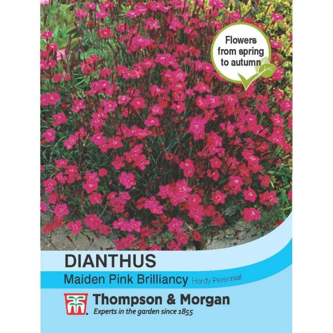 Dianthus Maiden Pink Brilliancy Flower Seeds