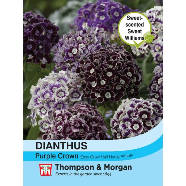 Dianthus Purple Crown Flower Seeds