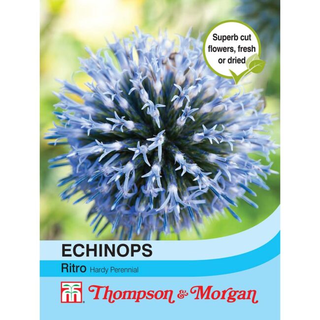Echinops Ritro Flower Seeds