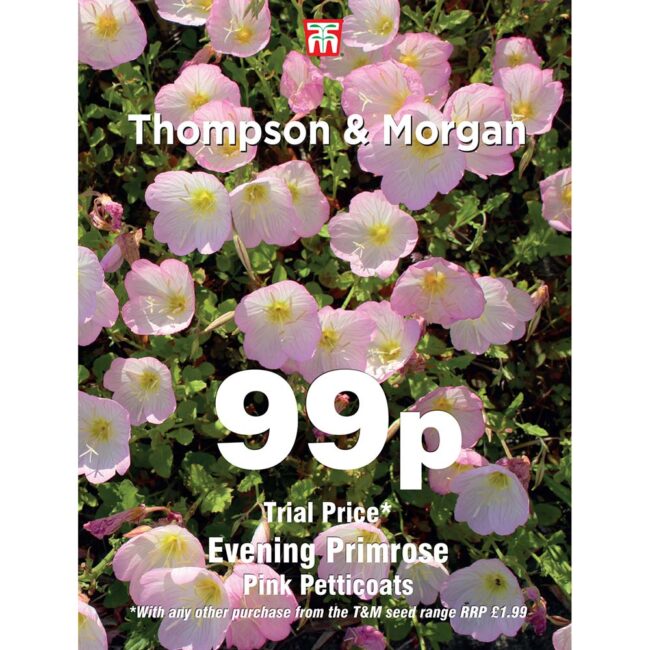 Evening Primrose Pink Petticoats Flower Seeds