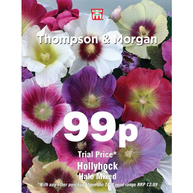 Hollyhock Halo Mixed Flower Seeds