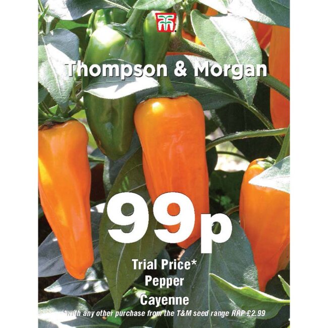 Pepper Cayenne Vegetable Seeds