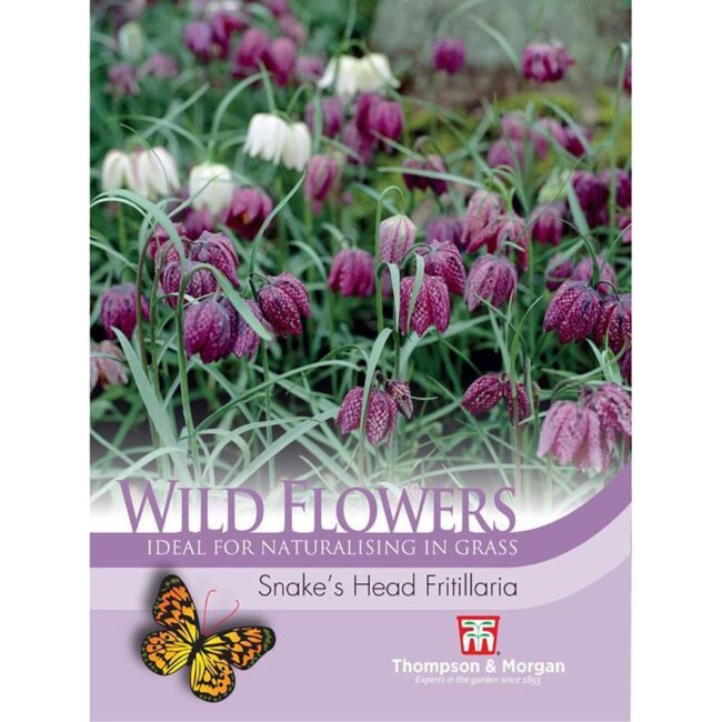 Wild Flower Snakes Head Fritillaria Flower Seeds