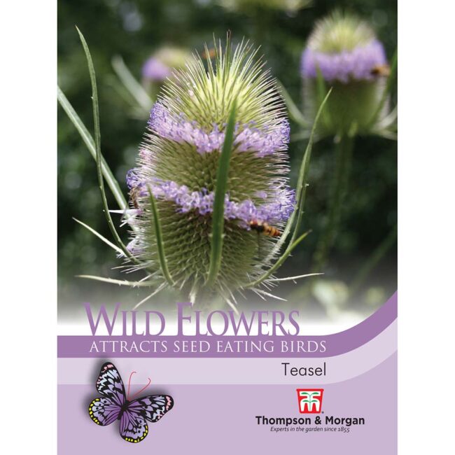 Wild Flower Teasel Flower Seeds
