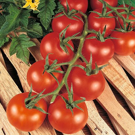 Tomato Shirley F1 Hybrid Seeds
