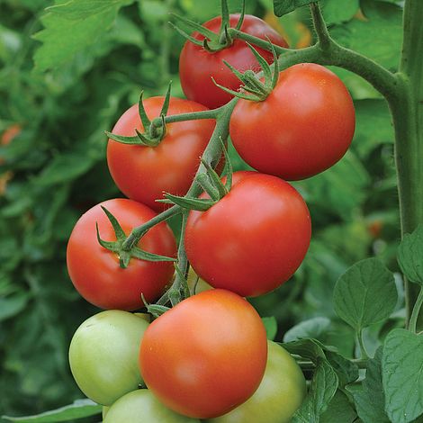 Tomato Moneymaker Seeds