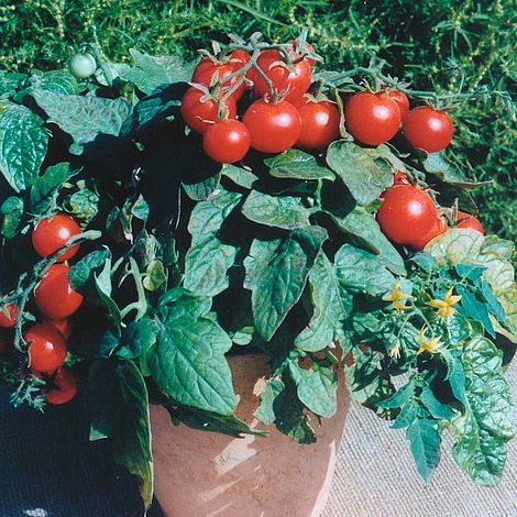 Tomato Balconi Red Seeds