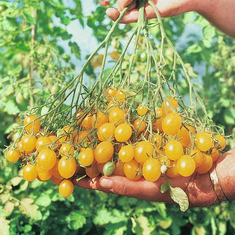 Tomato Ildi Seeds