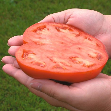 Tomato Country Taste F1 Hybrid Seeds