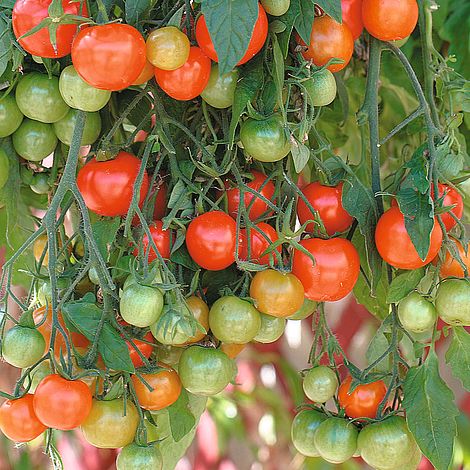 Tomato Tumbling Tom Red Seeds